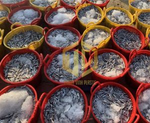 b?i cá c?m t?i c?ng cá