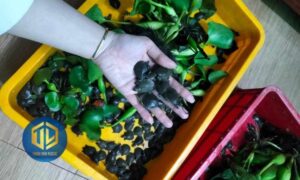 Cách nu?i baba trong thùng nh?a