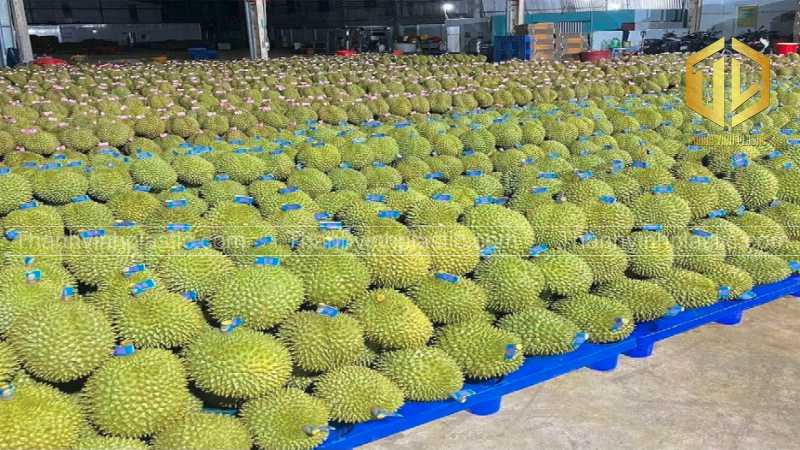 pallet s?u riêng t?i nhà máy xu?t kh?u