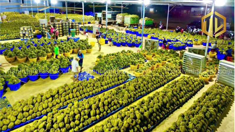 s? d?ng pallet c?c s?u riêng