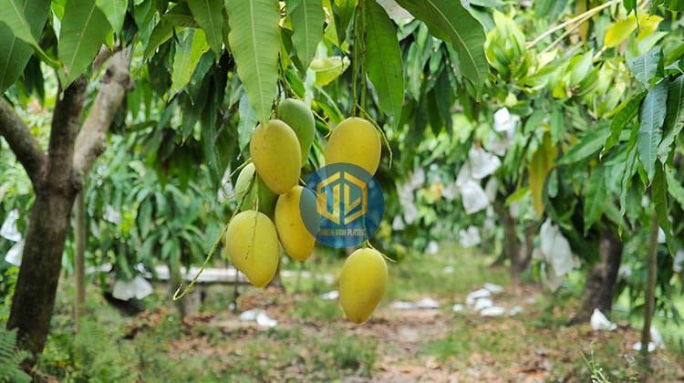 cach-thu-hoach-xoai-3