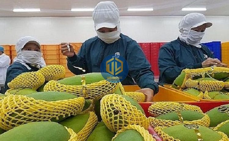 cach-thu-hoach-xoai-5