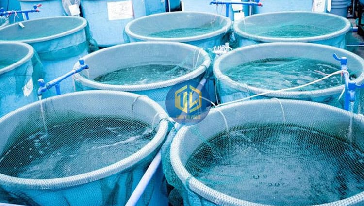 noi-ca-tre-trong-thung-nhua