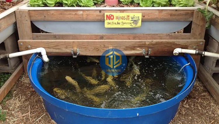 nuoi-ca-ro-trong-thung-nhua