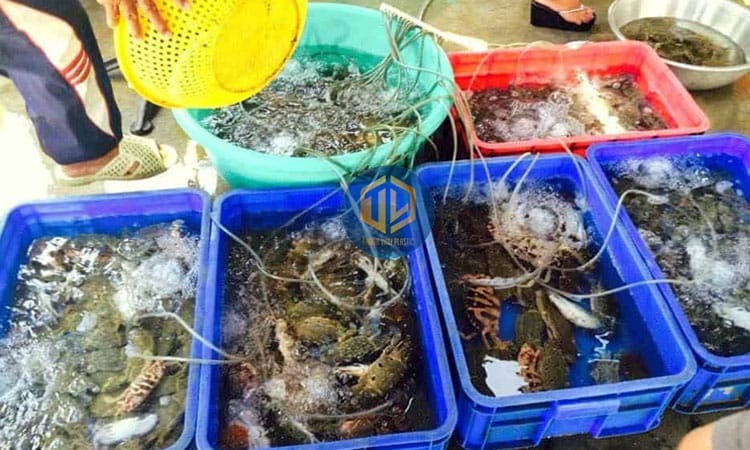 thung-dung-hai-san-1