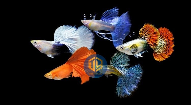 thung-nhua-nuoi-ca-canh-1