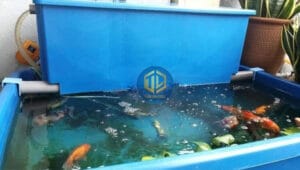 thung-nhua-nuoi-ca-koi