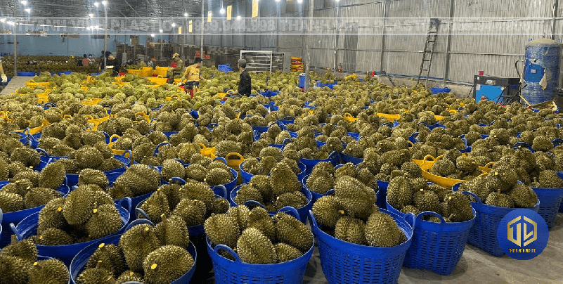 c?n xé ??ng s?u riêng