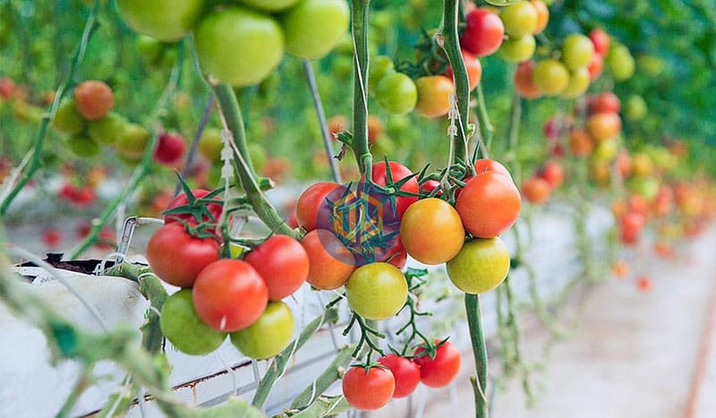 trong-ca-chua-bao-lau-thu-hoach-1